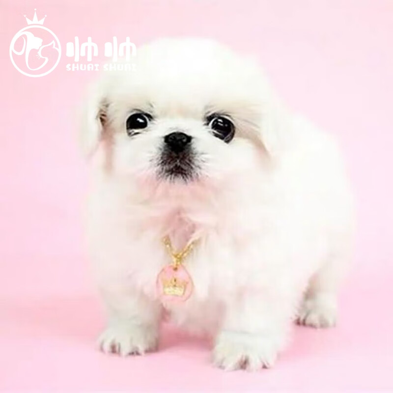 京巴犬小型犬 京巴狮子狗纯白小型犬全国达 北京实体 宠物级 性别