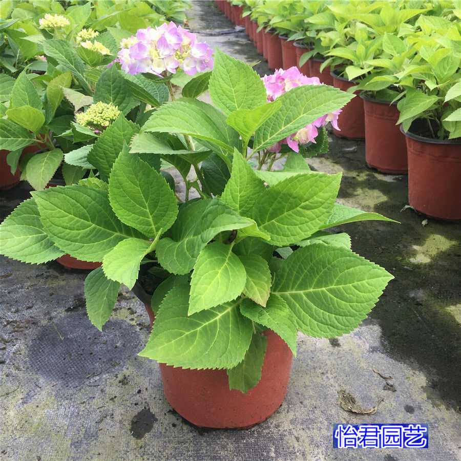 无尽夏绣球花苗八仙花盆栽庭院阳台室内耐寒植物四季开花好养花卉 1