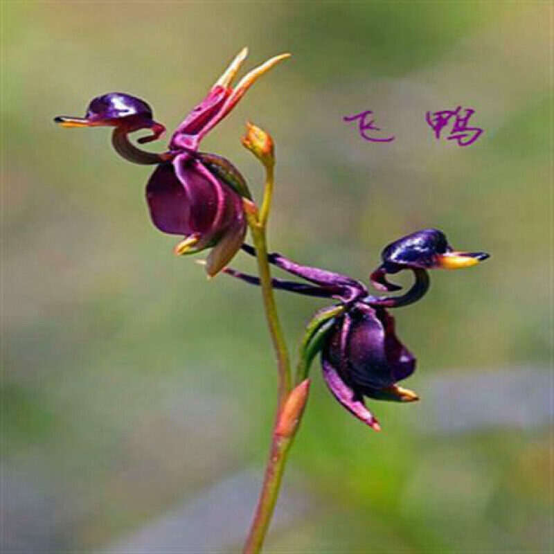 猴面花种子奇特猴面兰花种籽四季易种活阳台盆栽观赏植物花卉种子 飞