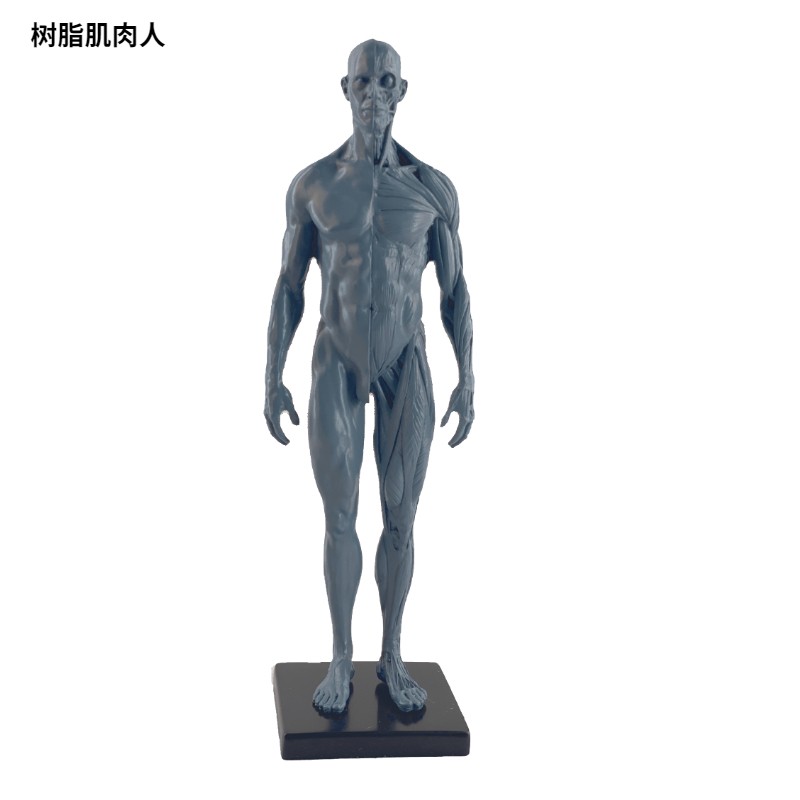人體肌肉模型骨骼繪畫CG參考標版解剖美術臨摹雕塑仿真人體模型樹脂黃 女皮膚肌肉黃色 30cm 灰色男 半肌
