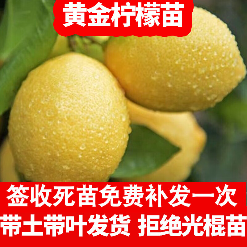 芥圃 柠檬树苗果树台湾香水柠檬树苗无籽香水柠檬树地栽四季结果黄金柠檬苗南方种植盆栽果树果苗 黄金柠檬苗 【带土带叶发货】 2年苗 种植一年结果