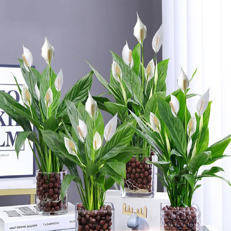 一帆风顺花水培怎么养(一帆风顺花水培怎么养才能开花)