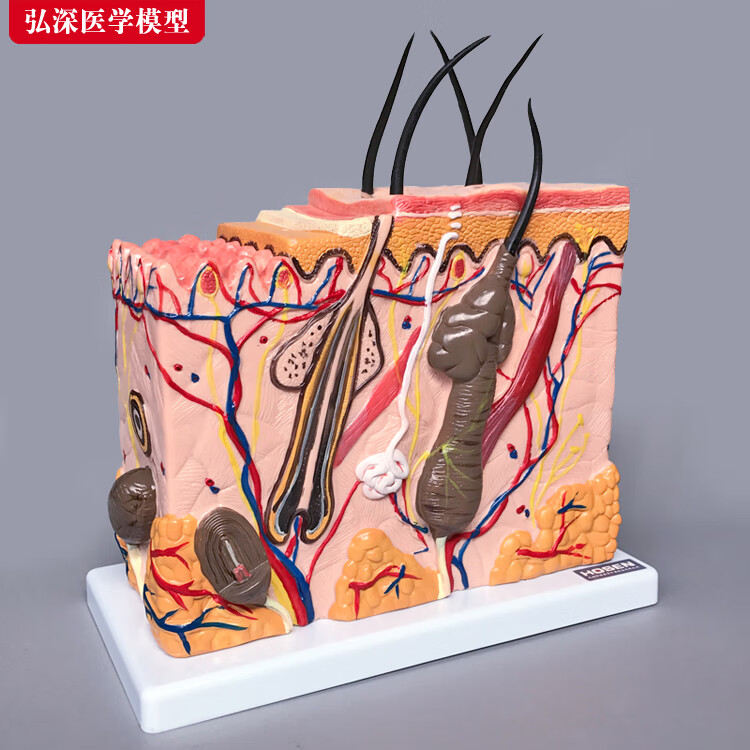 皮肤模型人体毛囊结构放大70倍组织层次解剖立体美容医学教学模具 学