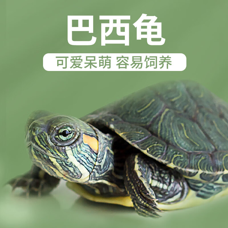 宠尚天乌龟缸带晒台小乌龟活物活体巴西龟宠物龟带龟缸多规格龟盆乌龟是用什么装的？