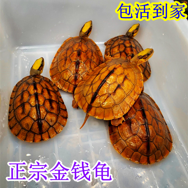 纯种南石北石龟大乌龟稀有宠物活体观赏龟苗 背甲长度3到4(小苗难养)