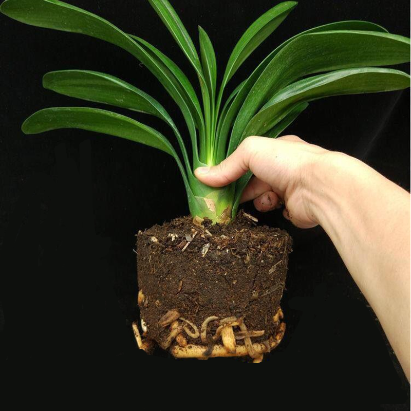 君子兰盆栽花卉大苗当年开花 【10-15】圆叶和尚原盆原土 【垂红】