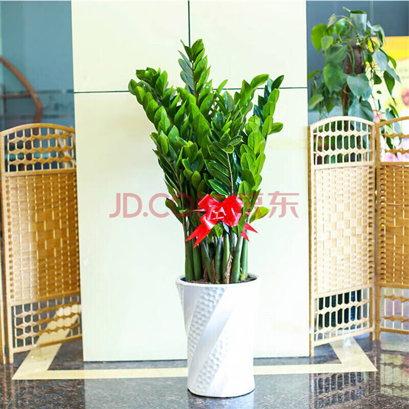 ����������ֲ�� ���ӷ����������ֲ���������� ����ȩ���Կ�ҵ��Ǩ��� ��Ǯ��30-40���� ����