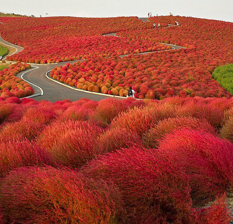 红叶地肤种子 扫帚 孔雀松 地麦 彩色地被 红色地肤 绿 地葵 种子qcdd