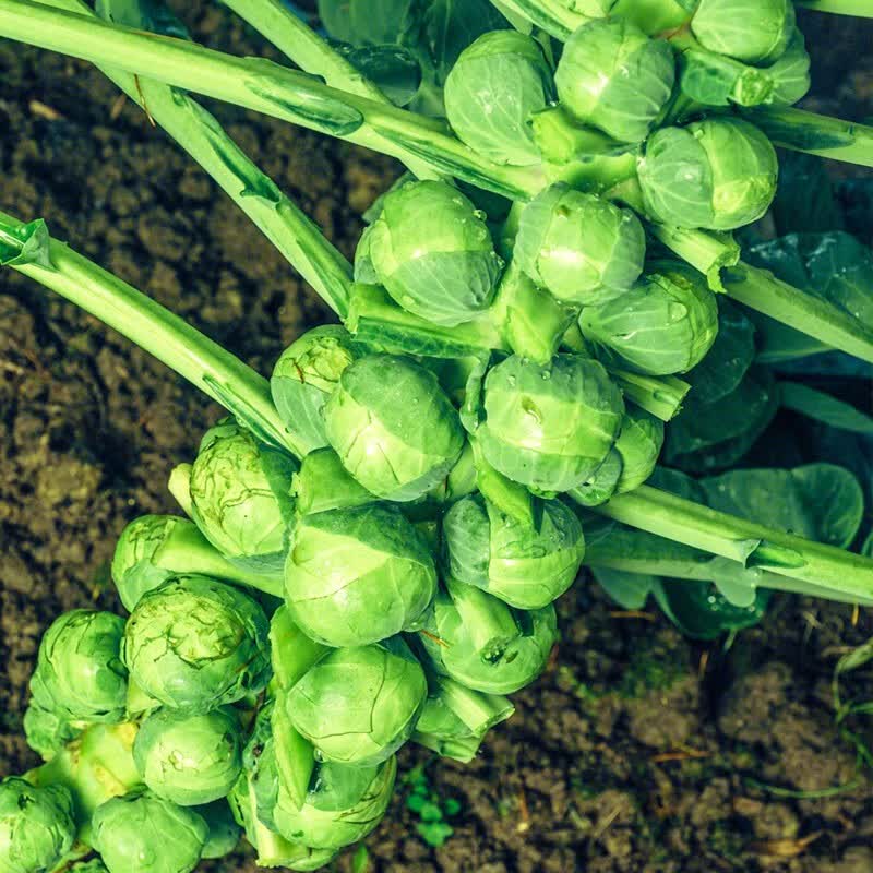 农之子 孢子甘蓝种子苗四季蔬菜抱子甘兰菜种紫包菜 【绿】抱子甘蓝苗