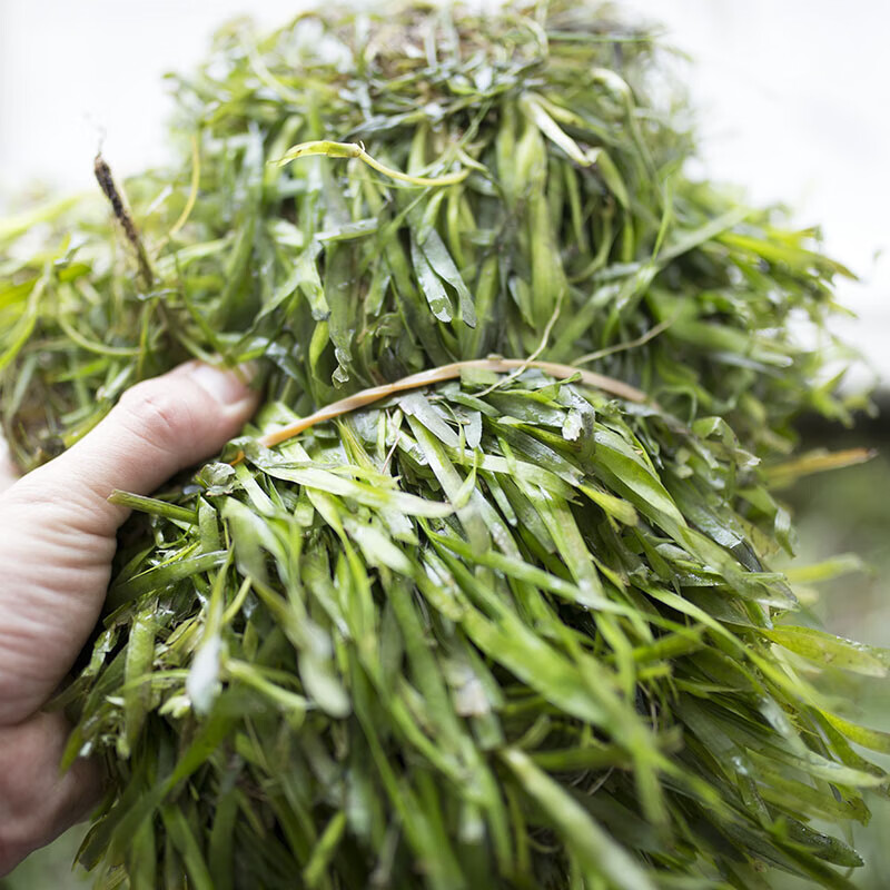 花姬 新鲜常青矮生短叶苦草苗水草扁担草鸭舌草植物洲水韭菜淡水 100