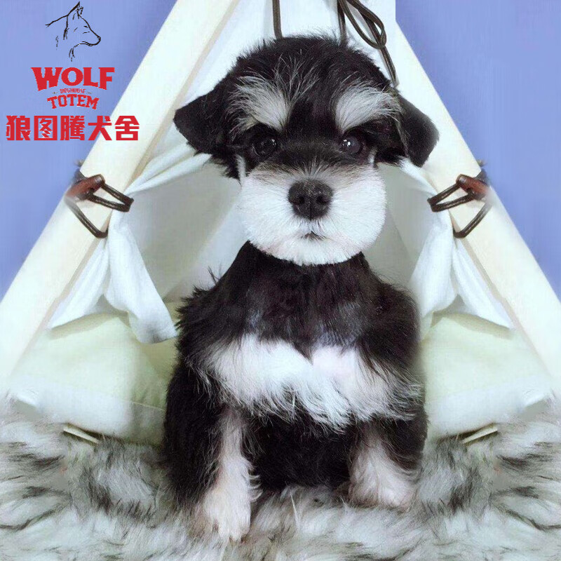 狼图腾雪纳瑞幼犬迷你雪纳瑞活体幼犬纯种家养狗狗幼崽双血统宠物狗狗