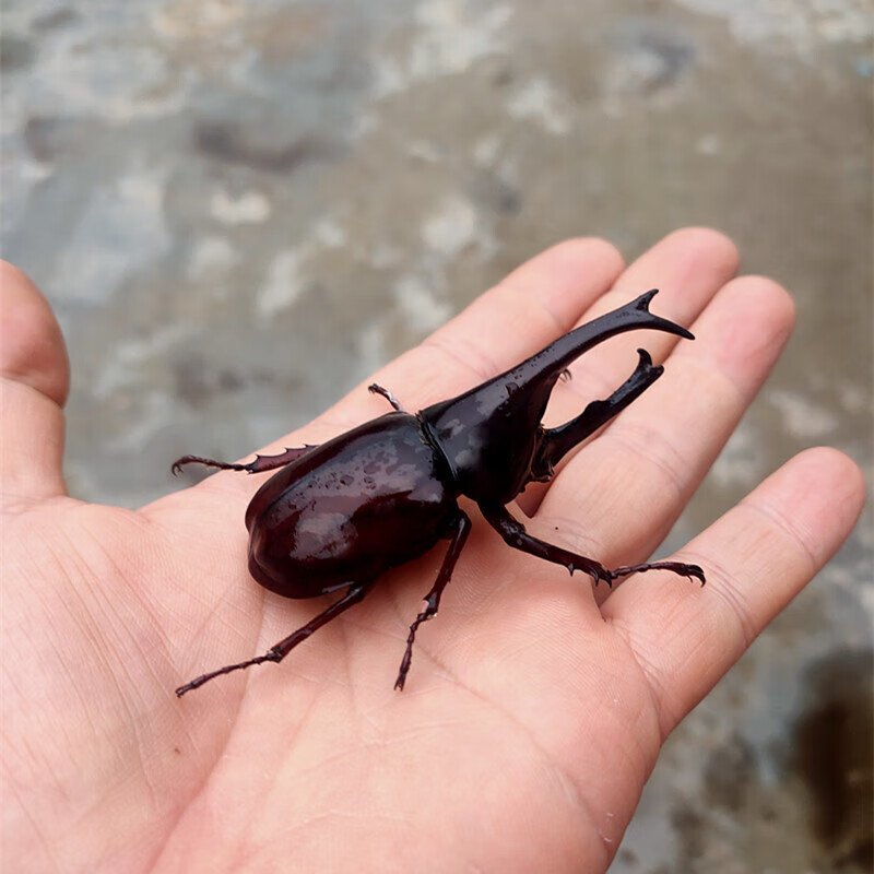 角仙成虫新虫幼虫新手入门套餐宠物昆虫甲虫锹甲活体送说明 小幼虫