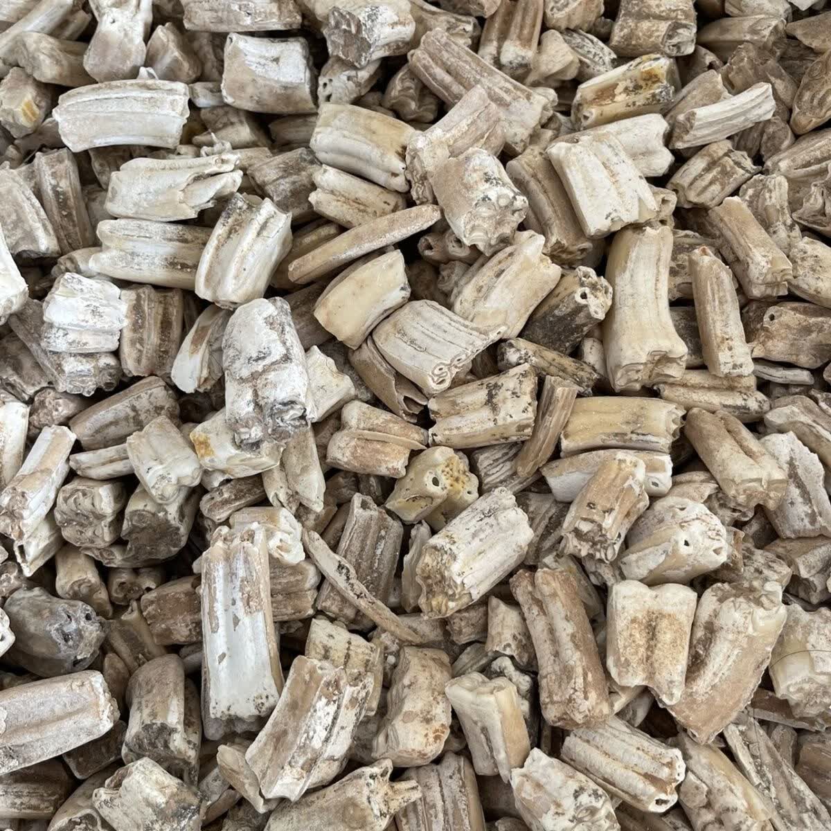 北京同仁堂原料龙齿500g中药材 特级青龙齿白龙齿龙齿个牙齿内廷上用