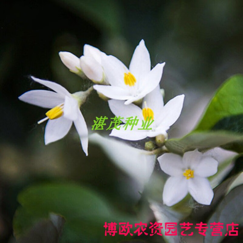 种花迷重瓣茉莉花种子 虎头茉莉白茉莉花种子 四季庭院阳台易种易活