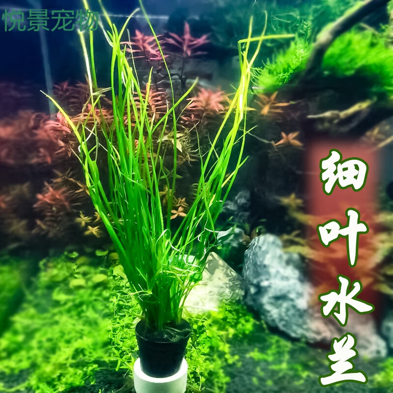 细叶水兰10棵 加购物车小水兰