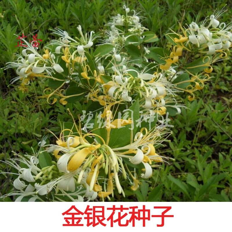 有什么软件可以看花草林木类历史价格|花草林木类价格走势