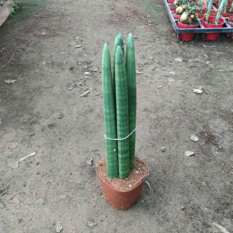 前香植物大金边虎皮兰室内桌面植物盆景圆小佛手 30-35棒叶虎尾兰3颗