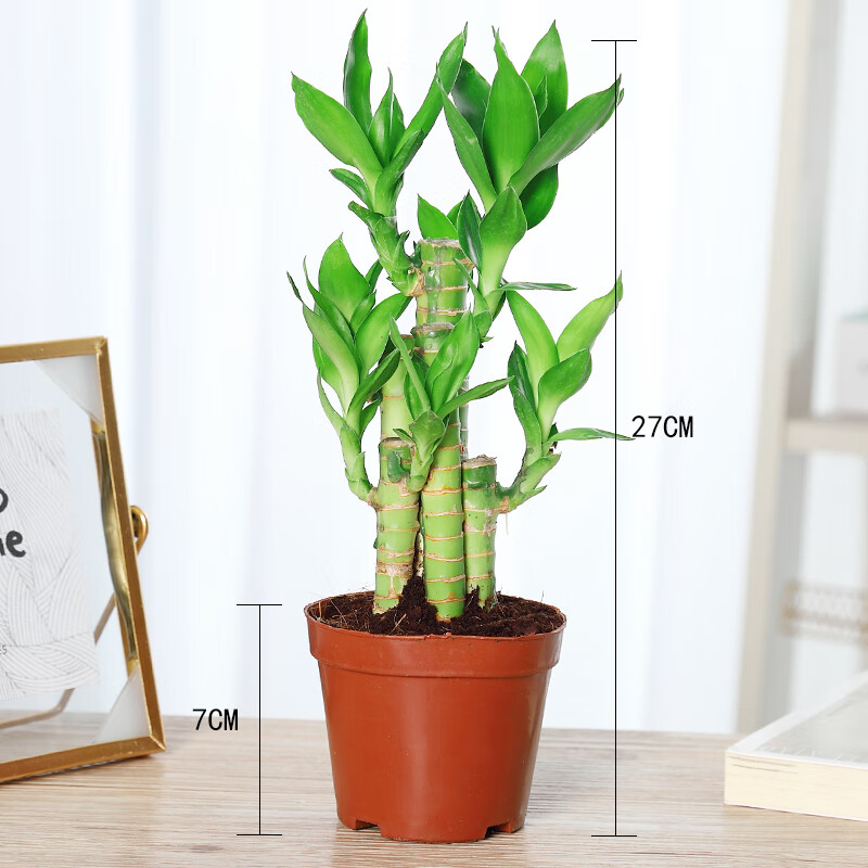 水培富贵竹植物室内水养盆栽花卉绿植文昌竹风水荷花竹室内居家摆放