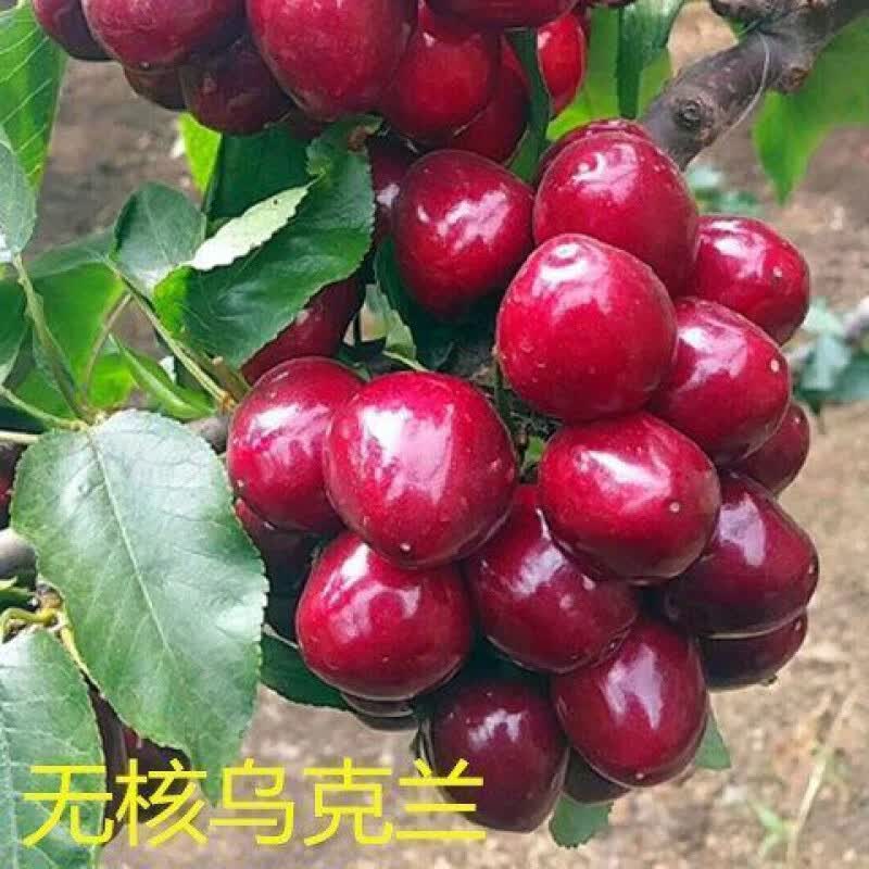 樱桃嫁接果树苗耐寒耐旱当年结果四季盆栽地载南北方种植 无核乌克兰