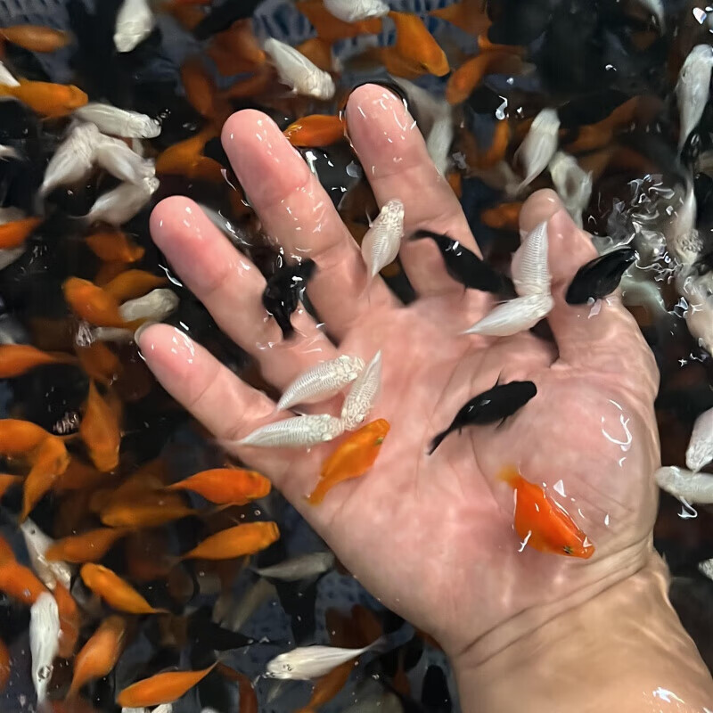 玛丽球鱼 玛丽鱼 胎生鱼 下小鱼 新手鱼 好养活 米奇孔雀 三色球3只(2