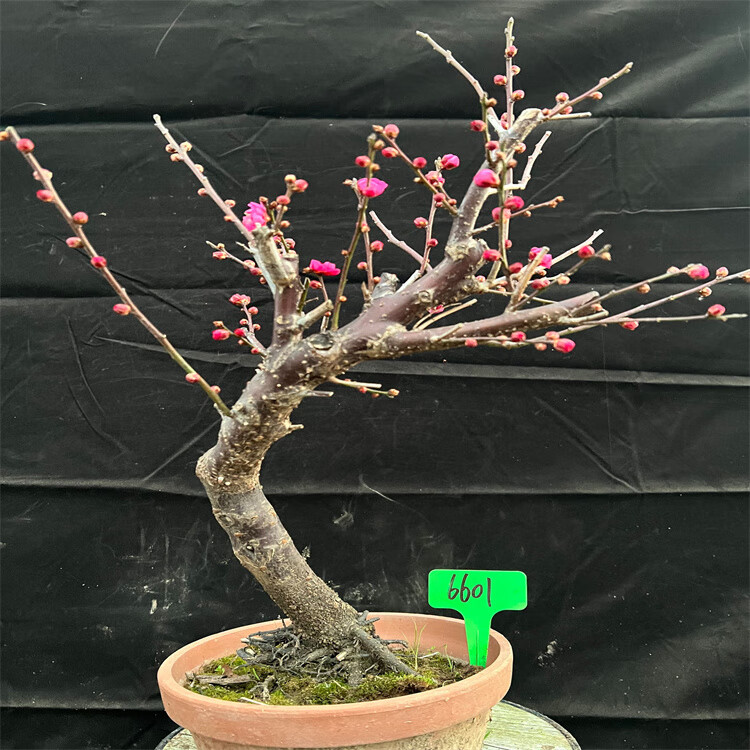 盆景南京红乌梅腊梅造型树桩室内老桩耐寒盆栽植物 6601号南京红梅花