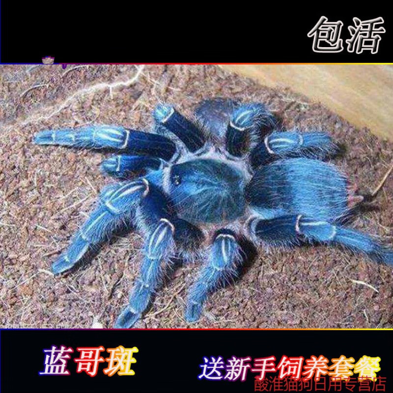 蓝色种蓝哥斑哥斯达黎加斑马脚1-10厘米顽皮好养蜘蛛宠物 特佳1-15cm