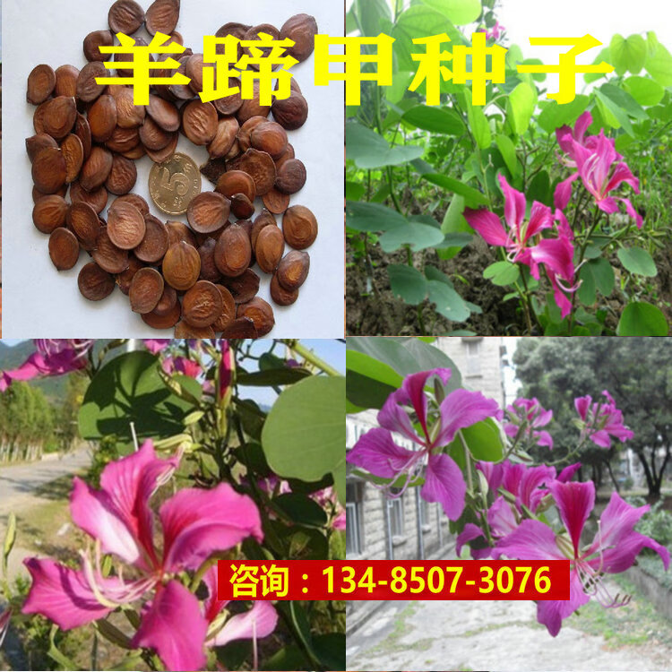 羊蹄甲种子 红花羊蹄甲种子 羊蹄甲树苗树种别名 洋紫荆qcdd 1斤