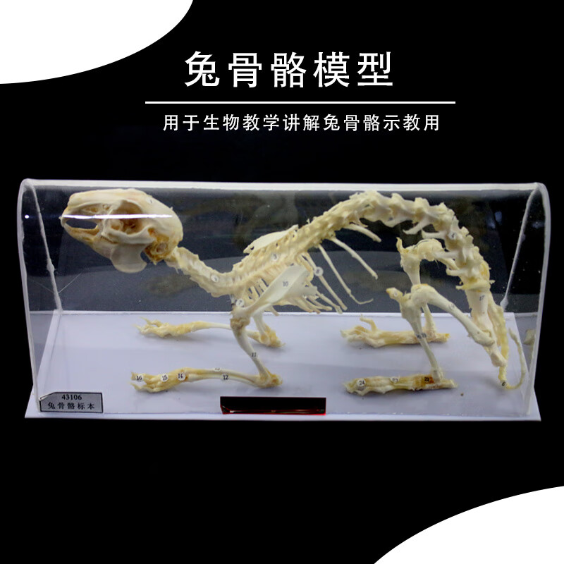 妙普乐生物标本模型   43106兔子骨骼模型 兔骨骼标本模型 初高中生物