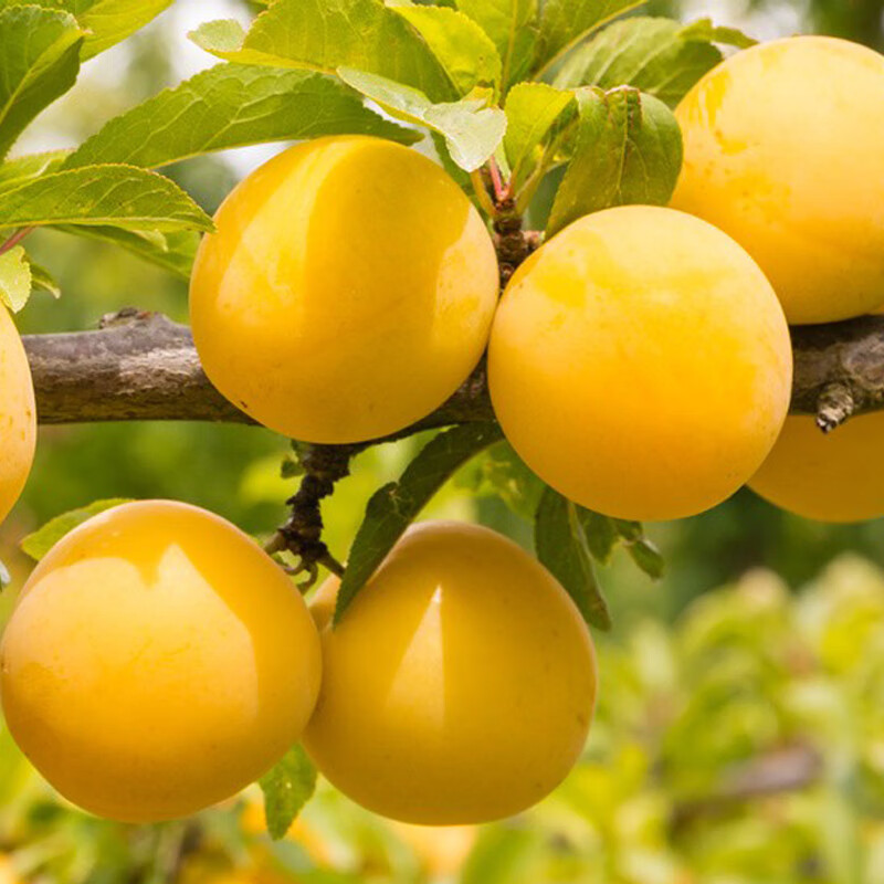 2022新鲜黄梅5斤大果青梅鲜果诏安青梅泡酒酵素酸熟梅子福建