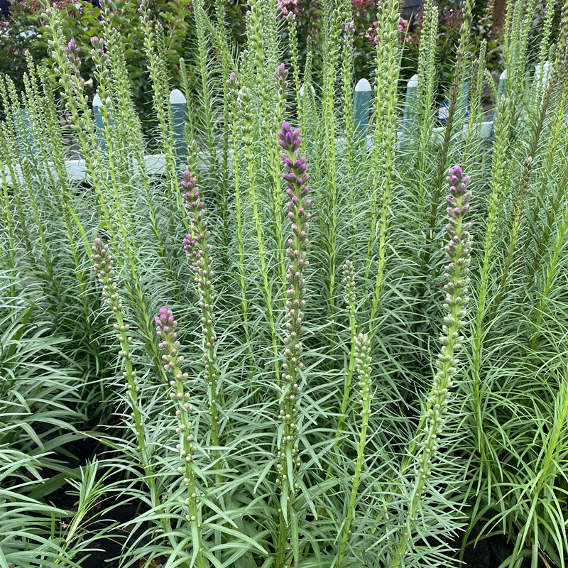 墨薰槿进口蛇鞭菊盆栽庭院花园花卉多年生宿根花镜植物耐寒耐热花