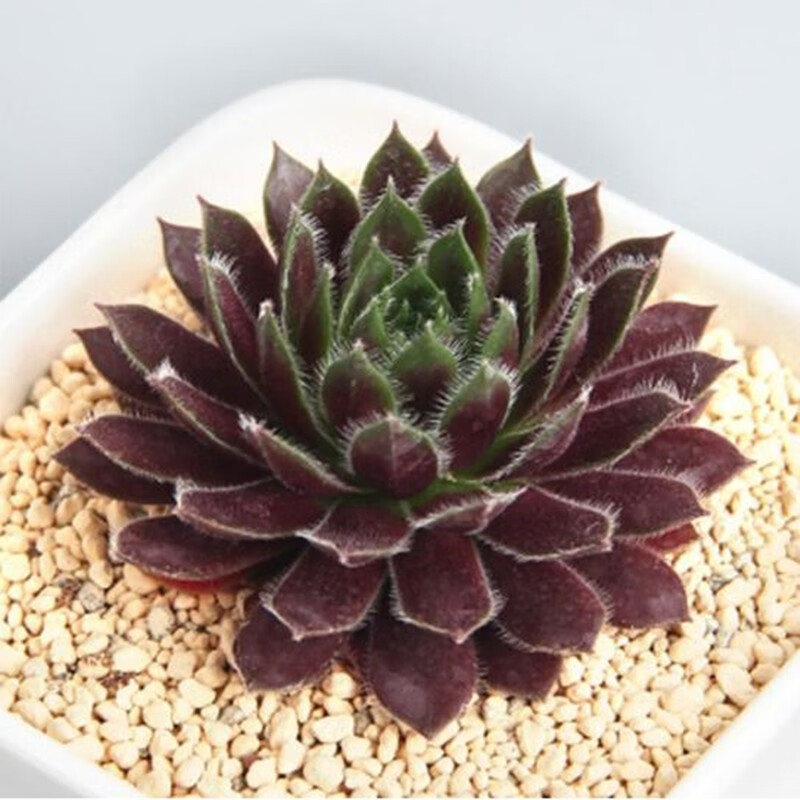 意轩多肉植物盆栽新手套餐肉肉植物办公室内迷你绿植花卉盆栽 紫牡丹