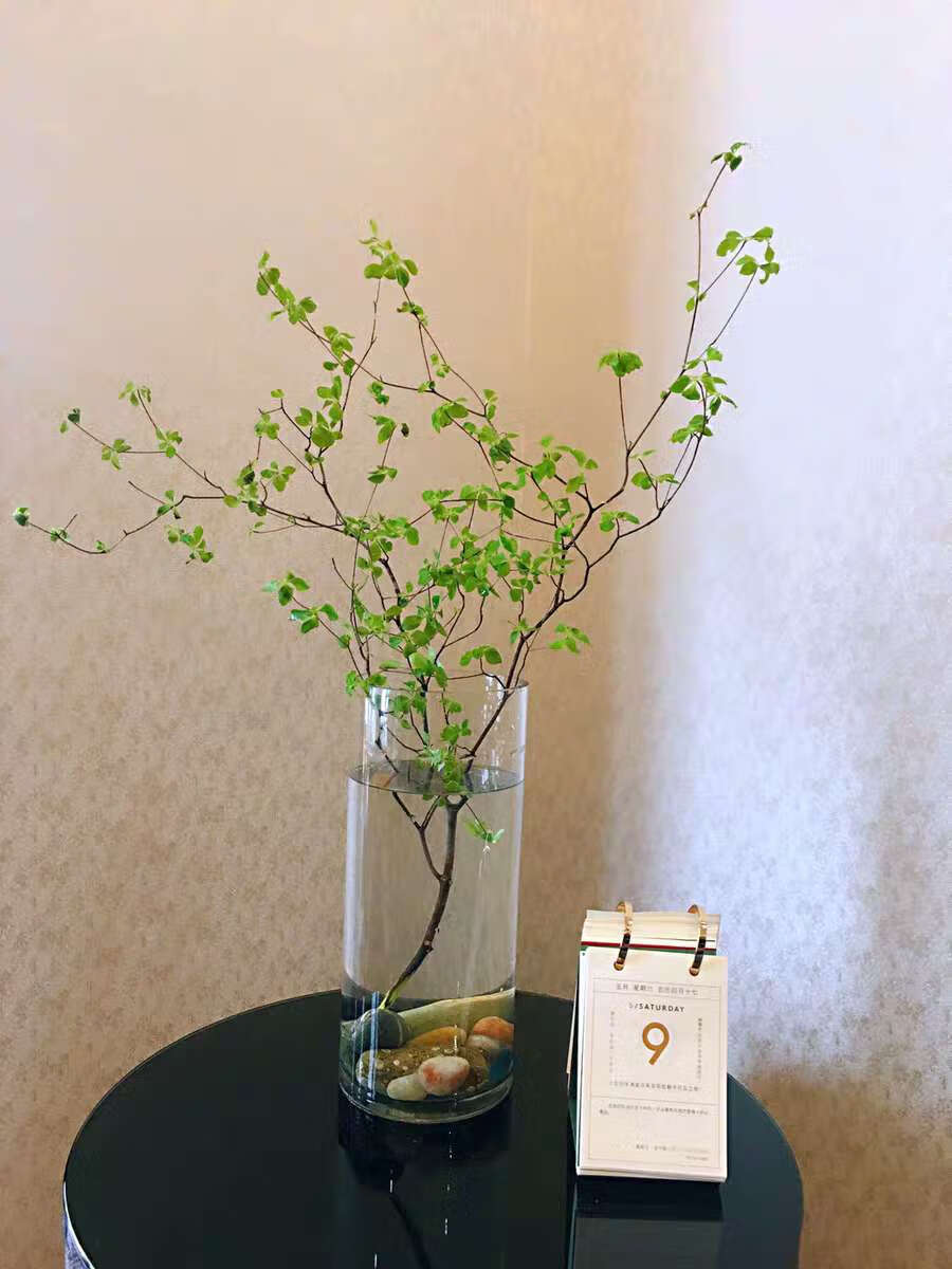 百婉集 日本进口吊钟鲜切植物水培树枝室内家居水养枝条节日520网