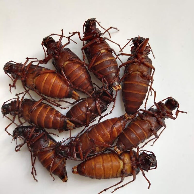 沂蒙山山水牛母带籽栓栓牛荒野昆虫山山牛公母山虫牛冷冻 公虫1斤一斤