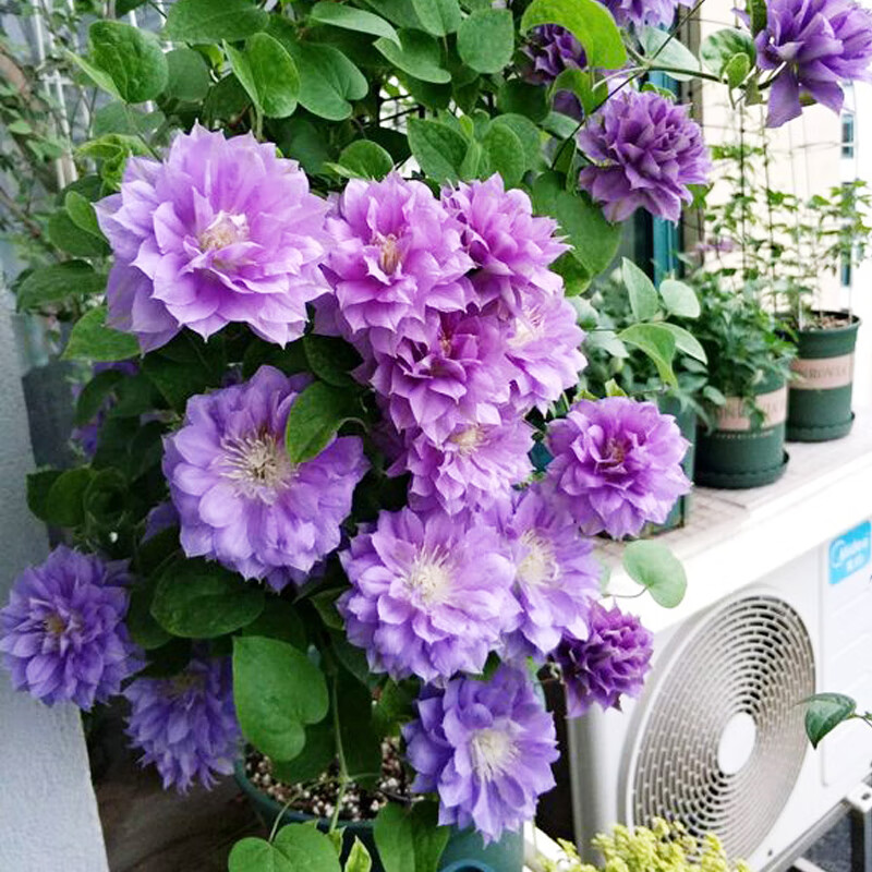 円空铁线莲攀援爬藤花苗阳台植物盆栽包对版多花当年开花 円空3年苗包