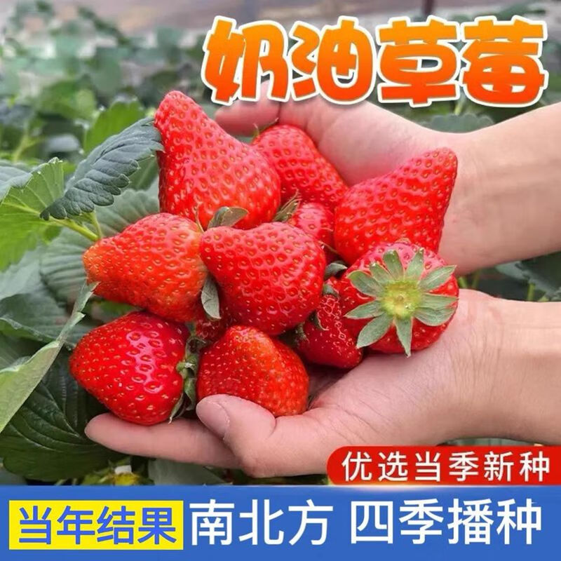 草莓种子奶油草莓盆栽四季开花结果室内外盆栽阳台蔬菜种子大全 红草莓种子【1包 约200粒】