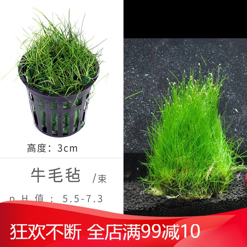 箱鱼缸造景套餐水草植物新手活体真水草植物懒人水草沉木水榕 牛毛草