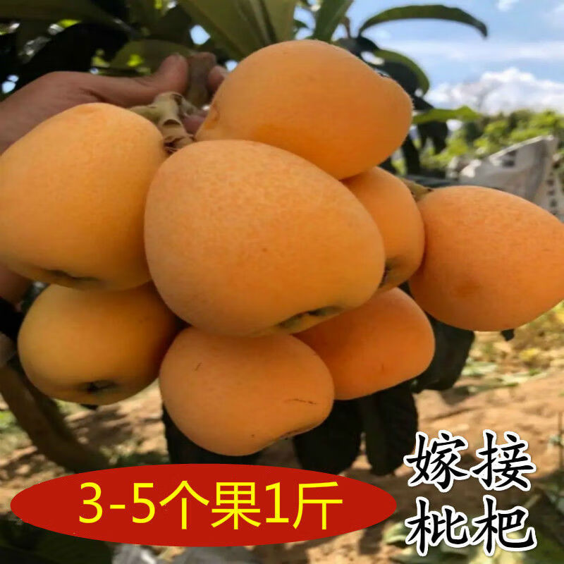 地艺 嫁接枇杷苗树无核特大南北方种植砂糖大五星枇杷苗果树苗 特大