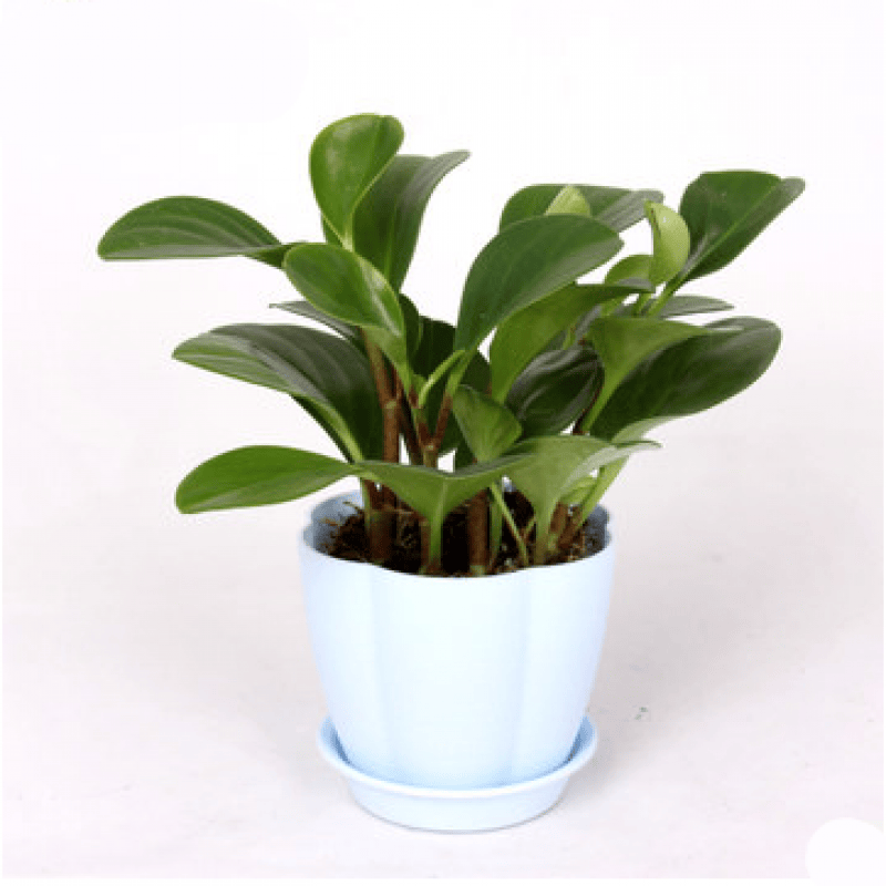 一名花匠青叶碧玉花豆瓣绿 绿植盆栽花卉室内植物 办公室小盆栽 豆瓣