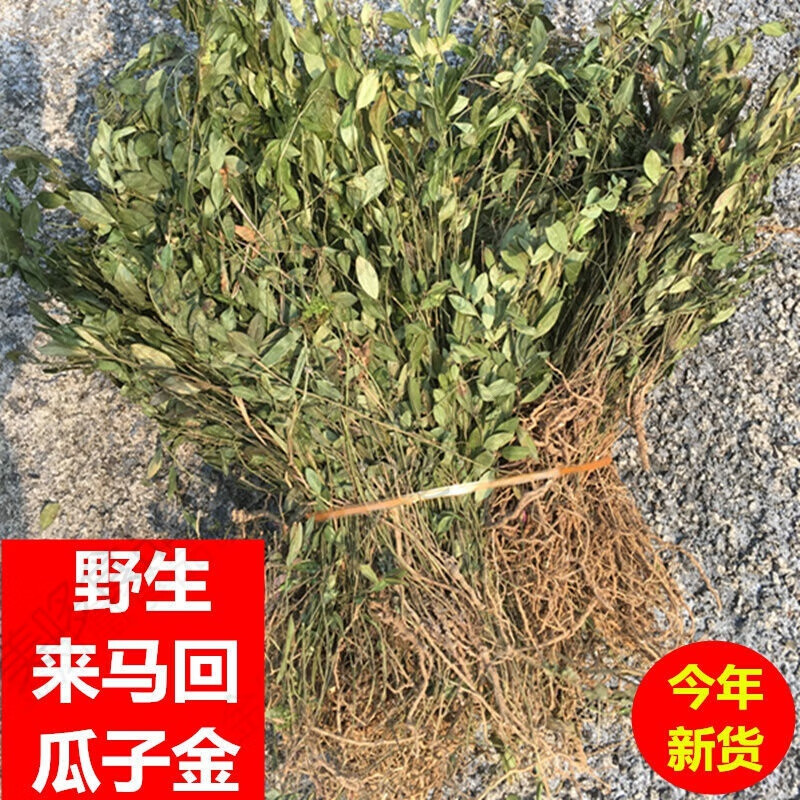 中草野生瓜子金草二月红花惊风小远志勒马回250克 野生干货勒马回500
