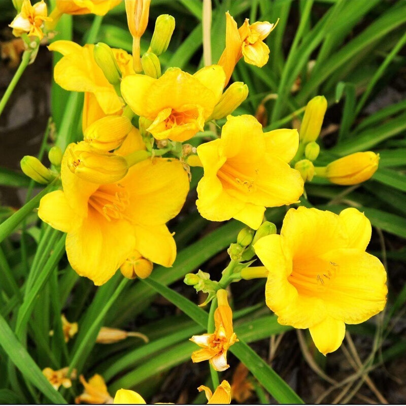 绿中城大花萱草种子草种盆栽花种子花籽宿根多年金娃娃萱草籽种籽黄花