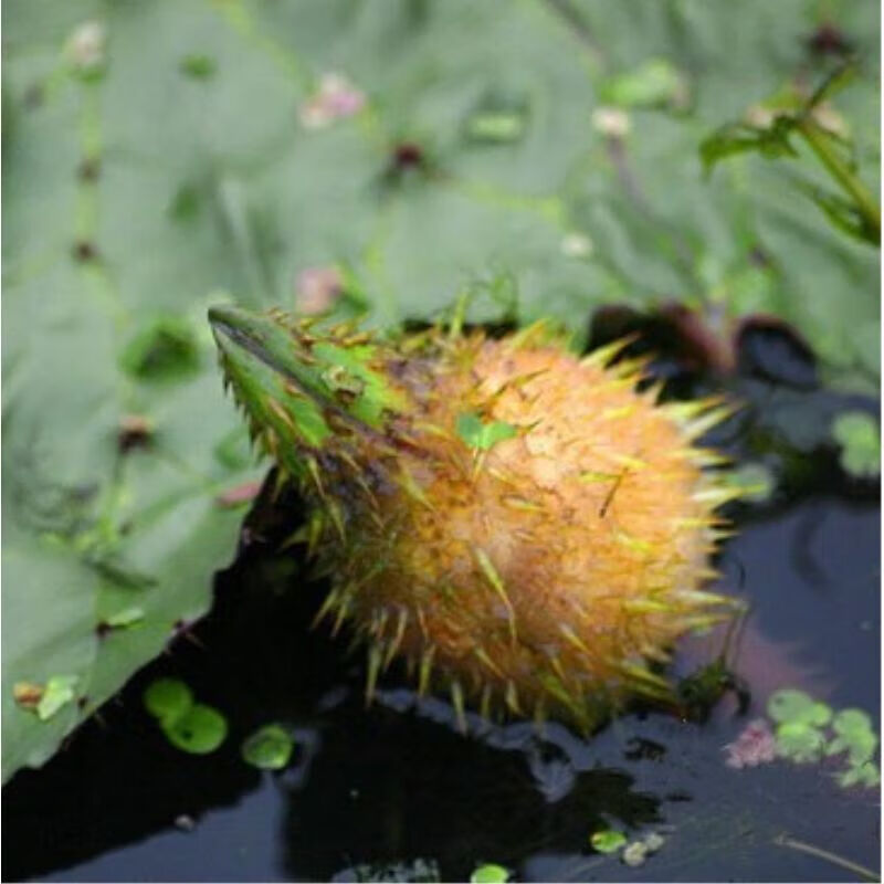 野生鸡头米种子籽 芡实种苗 鸡头果鸡头莲梗 鸡头种子苗500克 芡实