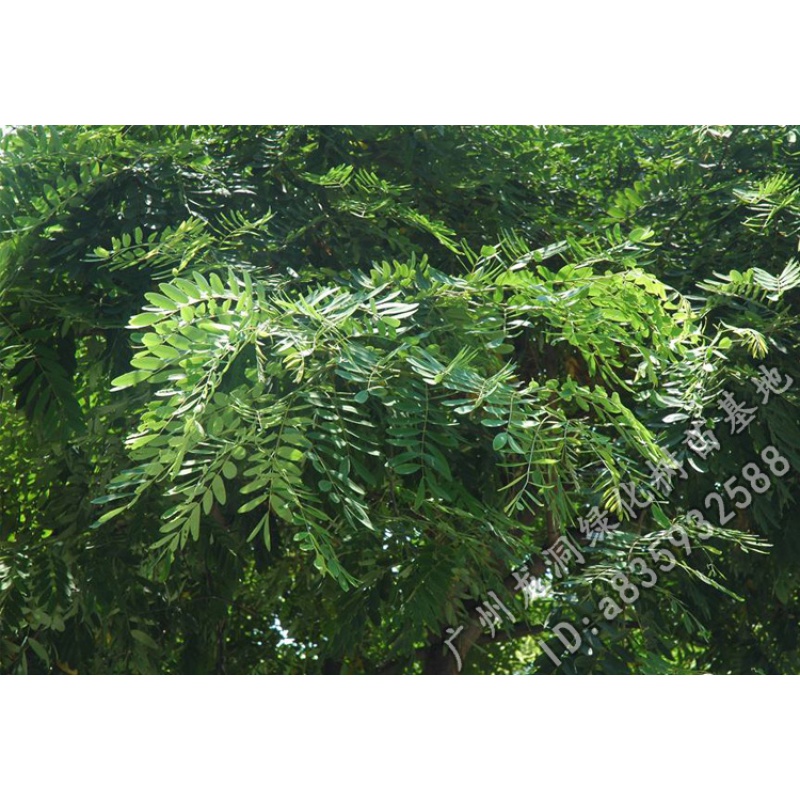 花姬  孟买正宗铁刀木树苗珍贵植物鸡翅木苗庭院绿化木材树种 鸡翅木