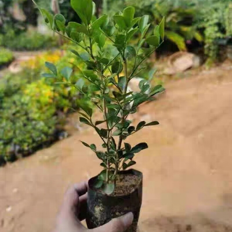 九里香花苗七里香苗盆栽清香怡人驱蚊室内外阳台庭院植物绿化带苗 三
