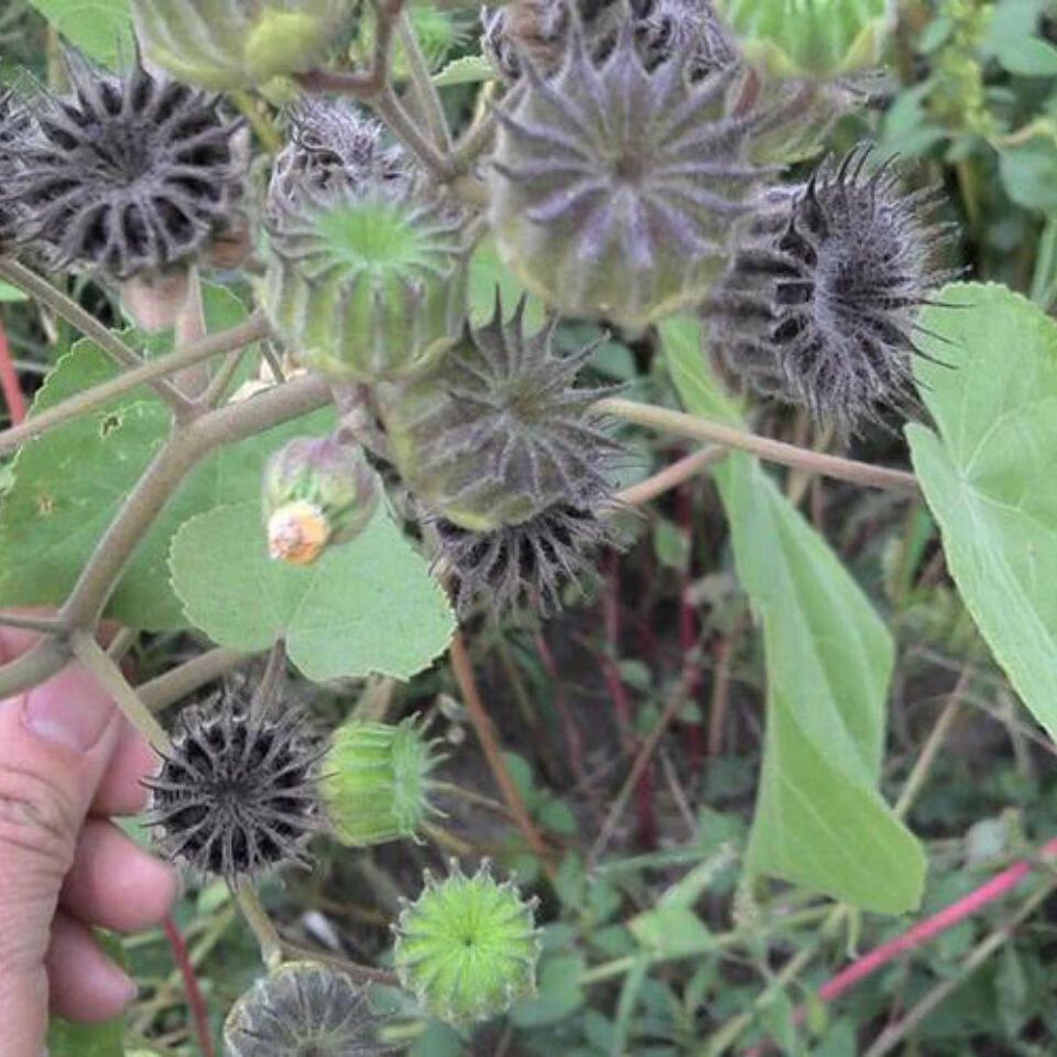 苘麻入药部位图片