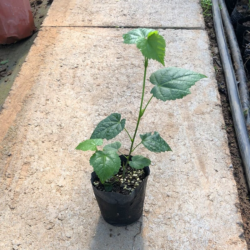 花蔓 相关京东优惠商品排行榜 价格图片品牌优惠券 虎窝购