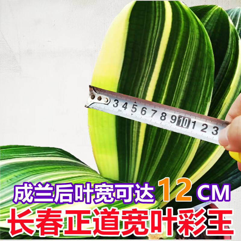 盆栽宽叶彩兰金丝鸳鸯出门白短叶圆头绿植苗 宽叶彩王1叶苗(原盆原土)