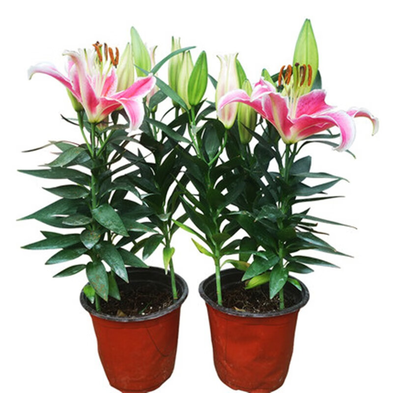 香水百合盆栽花苗成品带花苞四季种植室内办公室客厅绿植 香水百合