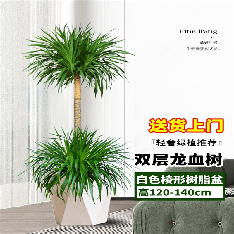 手耕田龍血樹大型室內盆栽多頭龍須樹綠植客廳辦公室龍鐵樹植物造型盆景 大型雙層龍血樹高120-140cm+白 含盆