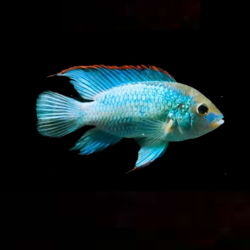 瀚幻三湖慈鲷中大型活体热带观赏鱼马鲷伊巴卡蓝六间非洲王子蓝面财神