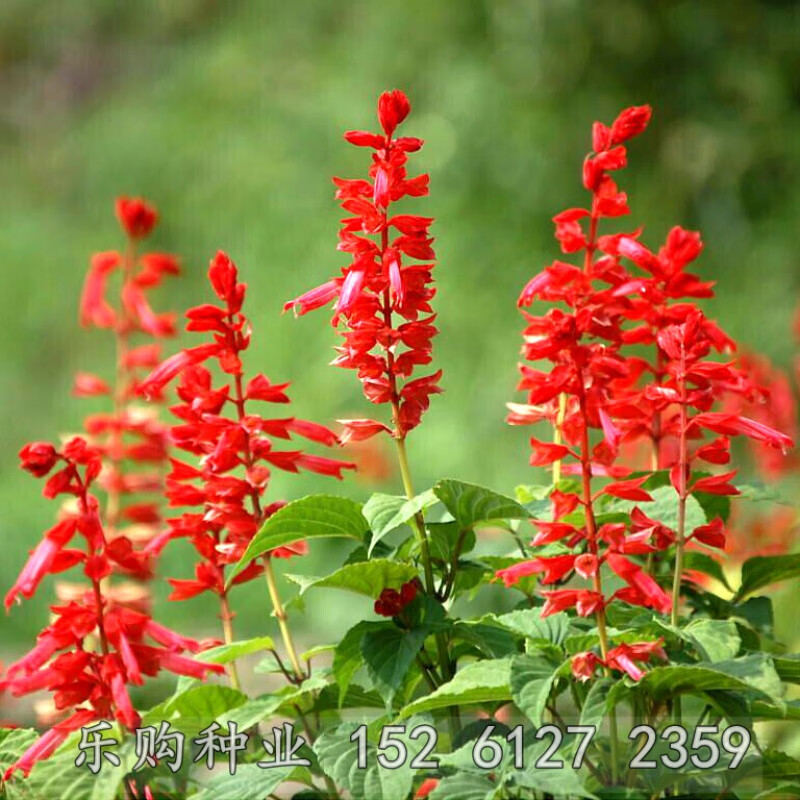 花种子 一串红种子四季播高串串红种子园林景观绿化花草花卉种子 高